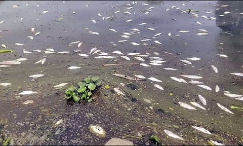 காவிரி ஆற்றில் செத்து மிதந்த மீன்கள்