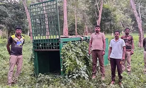 அட்டகாசத்தில் ஈடுபடும்புலியை பிடிக்க மேலும் ஒரு கூண்டு