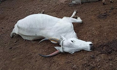 யானை தாக்கியதில் மாடு செத்தது.