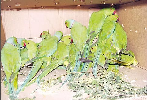 வீடுகளில் வளர்க்க தடை:600 கிளிகளை ஒப்படைத்த உரிமையாளர்கள்- வனத்துறை அதிகாரிகள் தகவல்