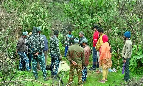 புலி தாக்கி 2 பசு மாடுகள் பலி