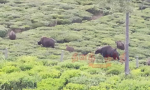 தேயிலை தோட்டங்களில் காட்டெருமைகள் முகாம்