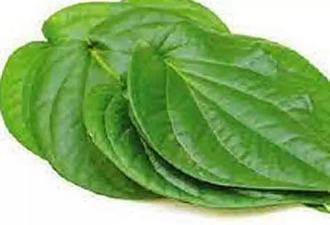 வெற்றிலை விலை வீழ்ச்சி