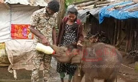 ஊட்டியை சேர்ந்த பொம்மன்-பெல்லி போல் பிறந்த 7 நாளில் தாயை பிரிந்த குட்டி யானையை பராமரிக்கும் இளம் தம்பதி