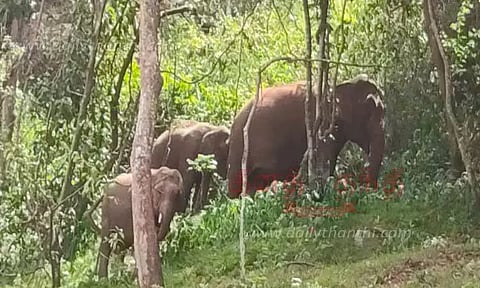 மலைப்பாதையில் காட்டு யானைகள் முகாம்