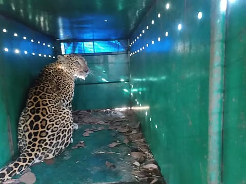 உன்சூரில் அட்டகாசம் செய்து வந்த சிறுத்தை கூண்டில் சிக்கியது