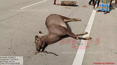 ஆரல்வாய்மொழி அருகே ஊருக்குள் புகுந்த மிளா வாகனம் மோதி சாவு