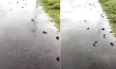 ஆந்திர மாநிலத்தில் சாலையில் ஊர்ந்து சென்ற மீன்கள் கூட்டம்... வைரலாக பரவிய வீடியோ