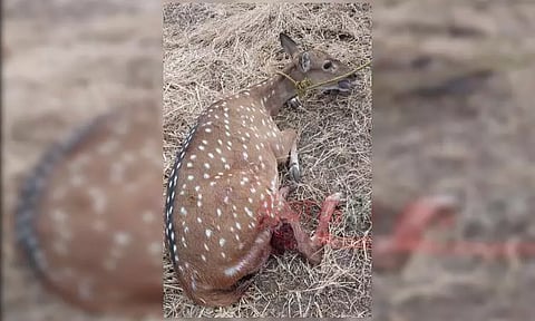 புள்ளிமானை கடித்து கொன்ற தெருநாய்கள்