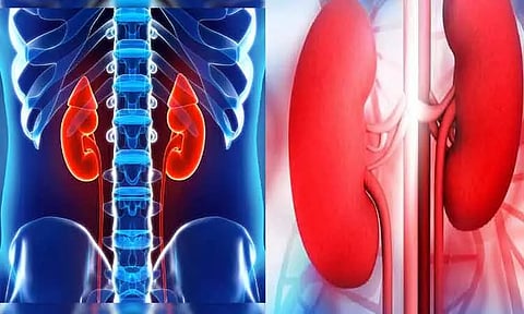 சிறுநீரக செயல்பாடுகள்