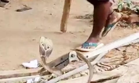 அரசு பள்ளியில் புகுந்த பாம்பு