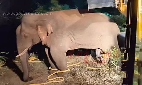 காட்டு யானை மயக்க ஊசி செலுத்தி பிடிப்பு