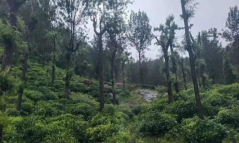 ஓவேலியில் காட்டு யானைகள் முகாம்-தோட்டத் தொழிலாளர்கள் அச்சம்