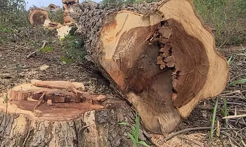 மரங்களை வெட்டி கடத்த முயற்சி
