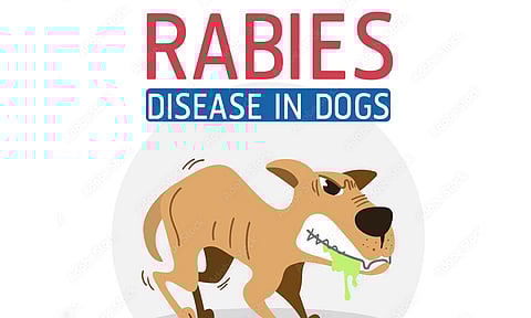 வெறிநாய் கடித்து 7 பேர் காயம்