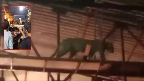 மராட்டியம்: படப்பிடிப்பு தளத்தில் புகுந்த சிறுத்தையால் பரபரப்பு; அலறியடித்து ஓடிய படக்குழு