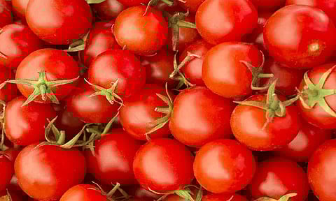 மீண்டும் உயர்ந்த தக்காளி விலை