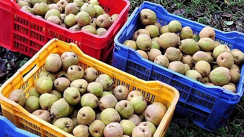 பேரிக்காய் மரங்களில் நோய் தாக்குதல்