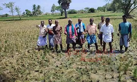 நெற்பயிர்கள் கருகுவதால் விவசாயிகள் வேதனை