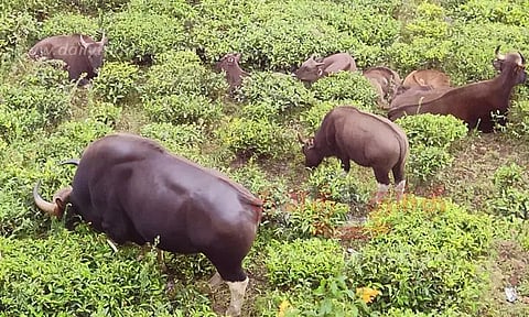 தயிலை தோட்டங்களில் குட்டிகளுடன் காட்டெருமைகள் முகாம்