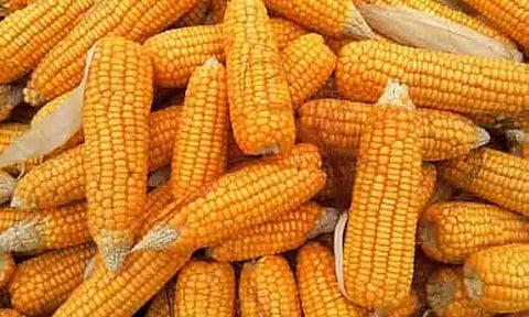 மக்காச்சோளம் விலை உயர்வு