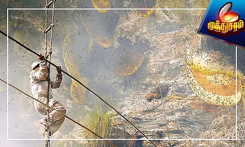 தித்திக்கும் 'தேன்' வரலாறு..!