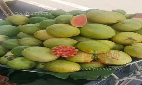 கொய்யா விளைச்சல் அமோகம்