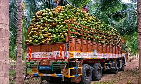 தினமும் 2 லட்சம் இளநீர் அனுப்பி வைப்பு