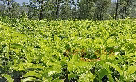 பச்சை தேயிலை கிலோவுக்கு ரூ.14 நிர்ணயம்