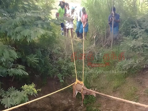 பாலக்கோடு அருகேகிணற்றில் விழுந்த புள்ளிமான் உயிருடன் மீட்பு