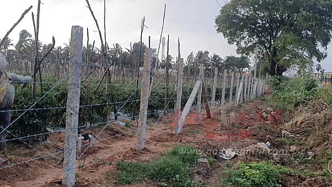 ஓசூர் பகுதியில், தக்காளி திருட்டை தடுக்கதோட்டத்தில் வேலி அமைத்து பாதுகாக்கும் விவசாயிகள்