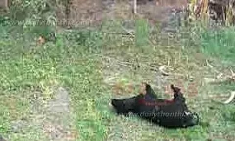தீயில் கருகி 7 மாடுகள் பலி