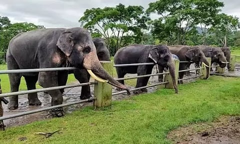 ஜனாதிபதி திரவுபதி முர்மு வருகை: முதுமலை யானைகள் முகாம் இன்று முதல் 6 நாட்கள் மூடல்