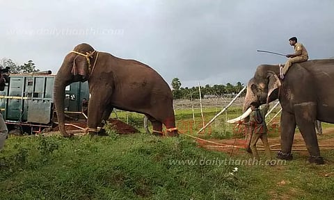 மயக்க ஊசி செலுத்தி பிடிக்கப்பட்ட மக்னா யானை