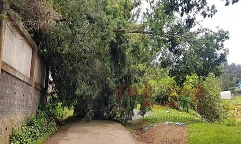 சாலையில் மரம் முறிந்து விழுந்தது