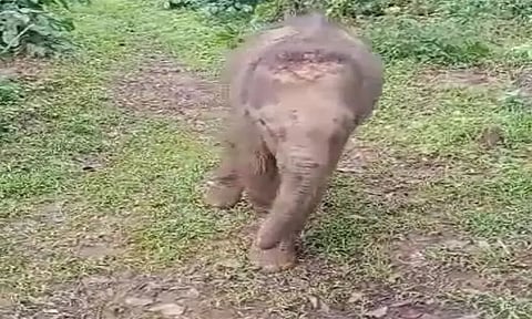 மூடிகெரே அருகே காபி தோட்டத்தில் சுற்றித்திரிந்த குட்டி யானை மீட்பு