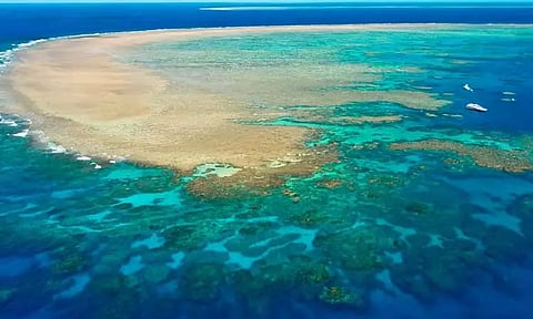 உலகின் மிகப்பெரிய பவளப்பாறையான கிரேட் பேரியர் பகுதியில் குறிப்பிடத்தக்க முன்னேற்றம்