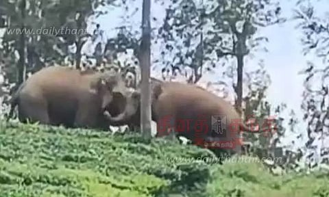 டேன்டீ தோட்டத்தில் காட்டு யானைகள் மோதல்