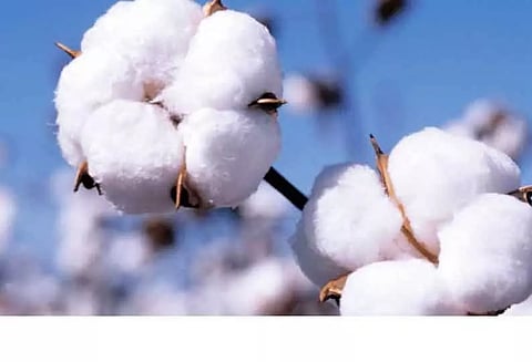 ரூ.2½ கோடிக்கு பருத்தி விற்பனை