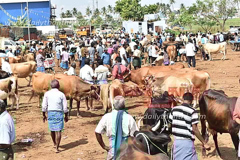 கருங்கல்பாளையம் சந்தையில் மாடுகளை வாங்க வெளிமாநில வியாபாரிகள் குவிந்தனர்