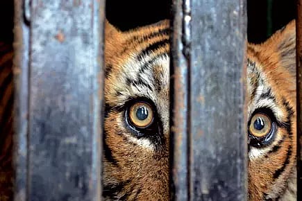 தொடர் அட்டகாசம் செய்து வந்த சிறுத்தை கூண்டில் சிக்கியது