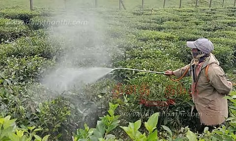 தேயிலை செடிகளில் நோய், பூச்சி தாக்குதல்