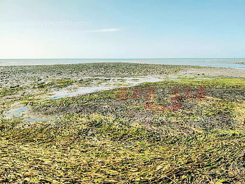 அதிராம்பட்டினத்தில், 150 மீட்டர் தூரம் கடல் உள்வாங்கியது