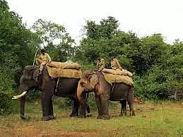 பொன்னாச்சியில் அட்டகாசம் செய்து வரும் காட்டுயானையை பிடிக்க தீவிர நடவடிக்கை