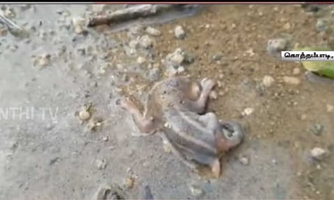 குடிநீர் குழாயில் இறந்து அழுகிய நிலையில் இருந்த அணில்... பொதுமக்கள் அதிர்ச்சி