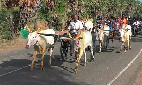 குதிரை, மாட்டு வண்டி பந்தயம்