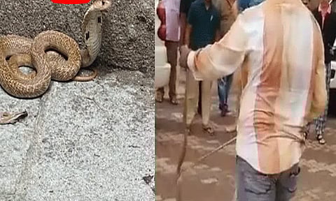 உத்தவ் தாக்கரே வீட்டுக்குள் புகுந்த 4 அடி நீள நாகப்பாம்பு - அலறிய ஊழியர்கள்