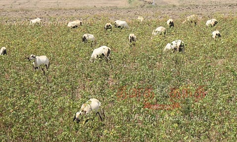 கால்நடைகளுக்கு தீவனமாகும் பருத்தி செடிகள்