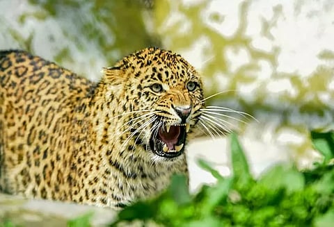 பெண்ணை தாக்கி கொன்று பாதி உடலை தின்ற சிறுத்தை