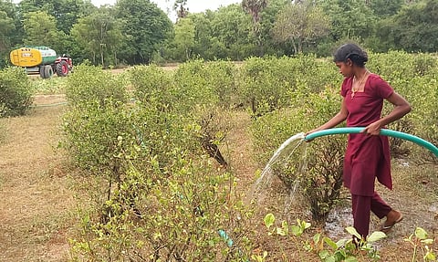 கடும் வெயிலால் கருகும் பூச்செடிகள்
